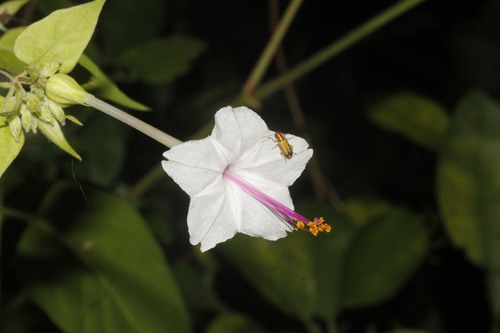 Sweet four o'clock (Mirabilis longiflora)