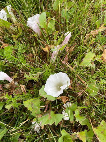 night-blooming morning glory (Calystegia atriplicifolia)