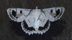 Crypsiphona tasmanica