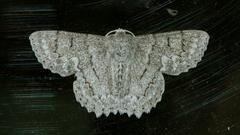 Crypsiphona tasmanica