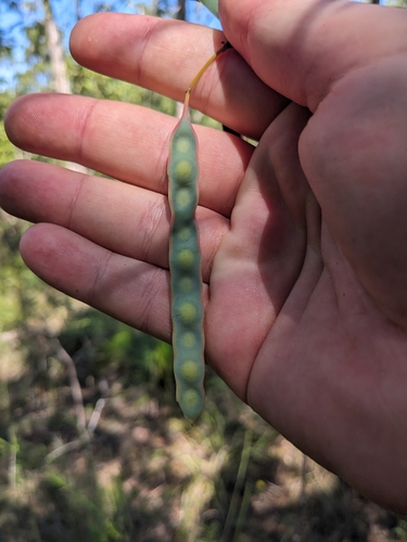 Acacia homaloclada (Acacia homaloclada)