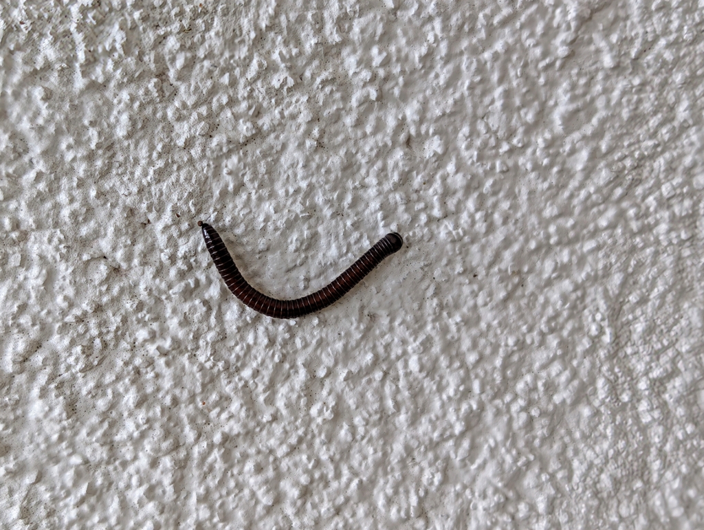 Pseudospirobolellus avernus