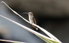 Rhodopis vesper