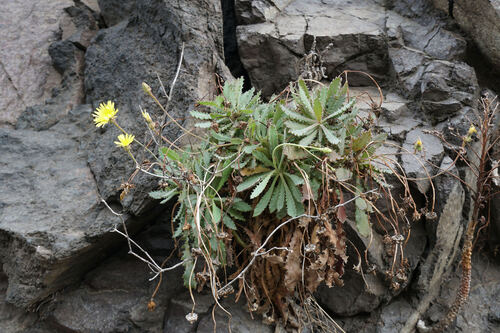 Reichardia ligulata, photograph 6