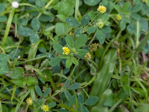 Medicago lupulina observed 2025-05-22