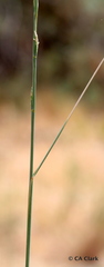Thinopyrum obtusiflorum