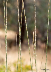 Thinopyrum obtusiflorum