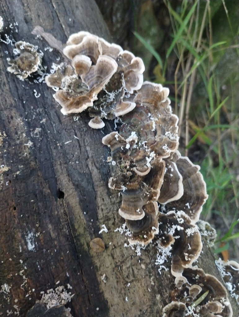 Trametes versicolor · May 2025 · photo: © notdoriangray (iNaturalist, cc-by)