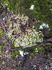 Solorina crocea