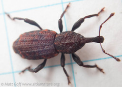 Steremnius carinatus