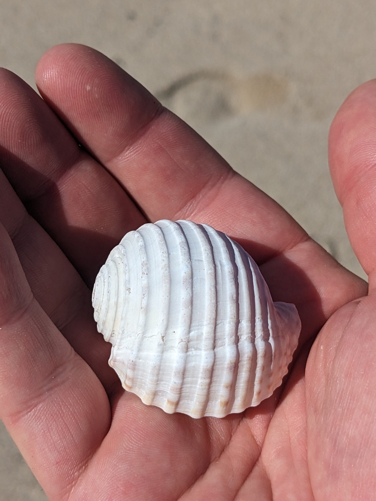 Tonna tessellata