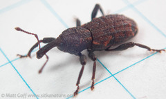 Steremnius carinatus