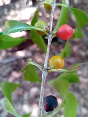 Tricalysia majungensis