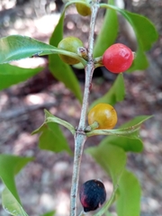 Tricalysia majungensis