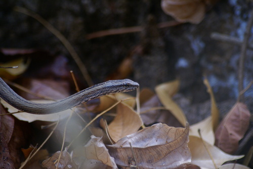 Mimophis occultus