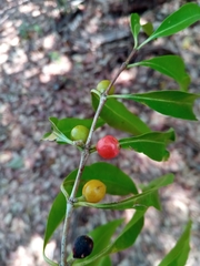 Tricalysia majungensis