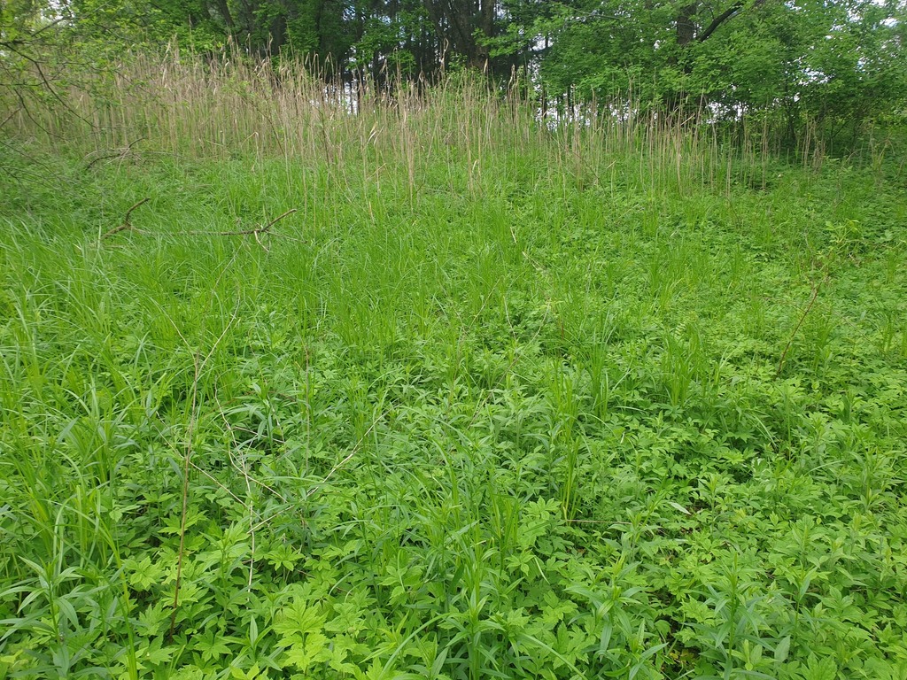 Carex trichocarpa; photograph author not stated, no rights reserved
