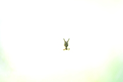 Micrathena forcipata