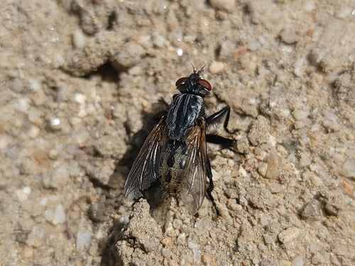 Unknown species found near Eagle, ID, USA
