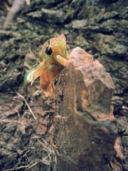 Neotibicen