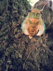 Neotibicen