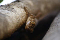 Blaesodactylus boivini