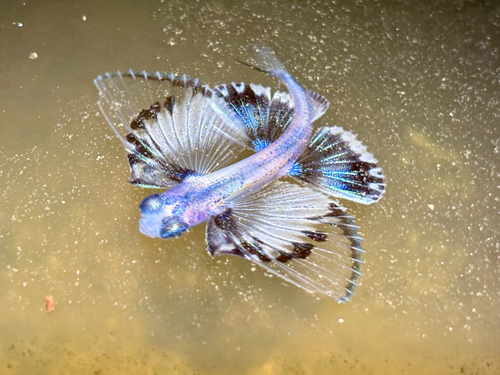 Black-finned flying-fish (Hirundichthys speculiger) — Exocoetidae