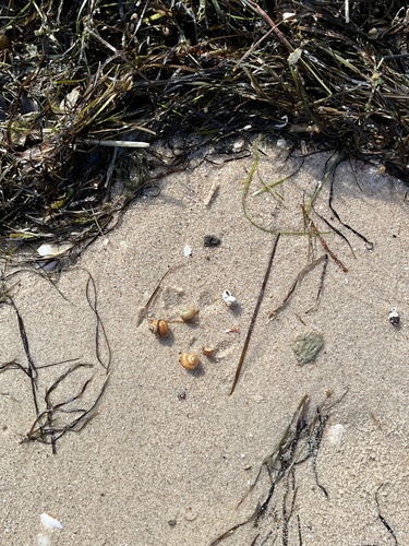 Salinator fragilis observed 2025-05-23