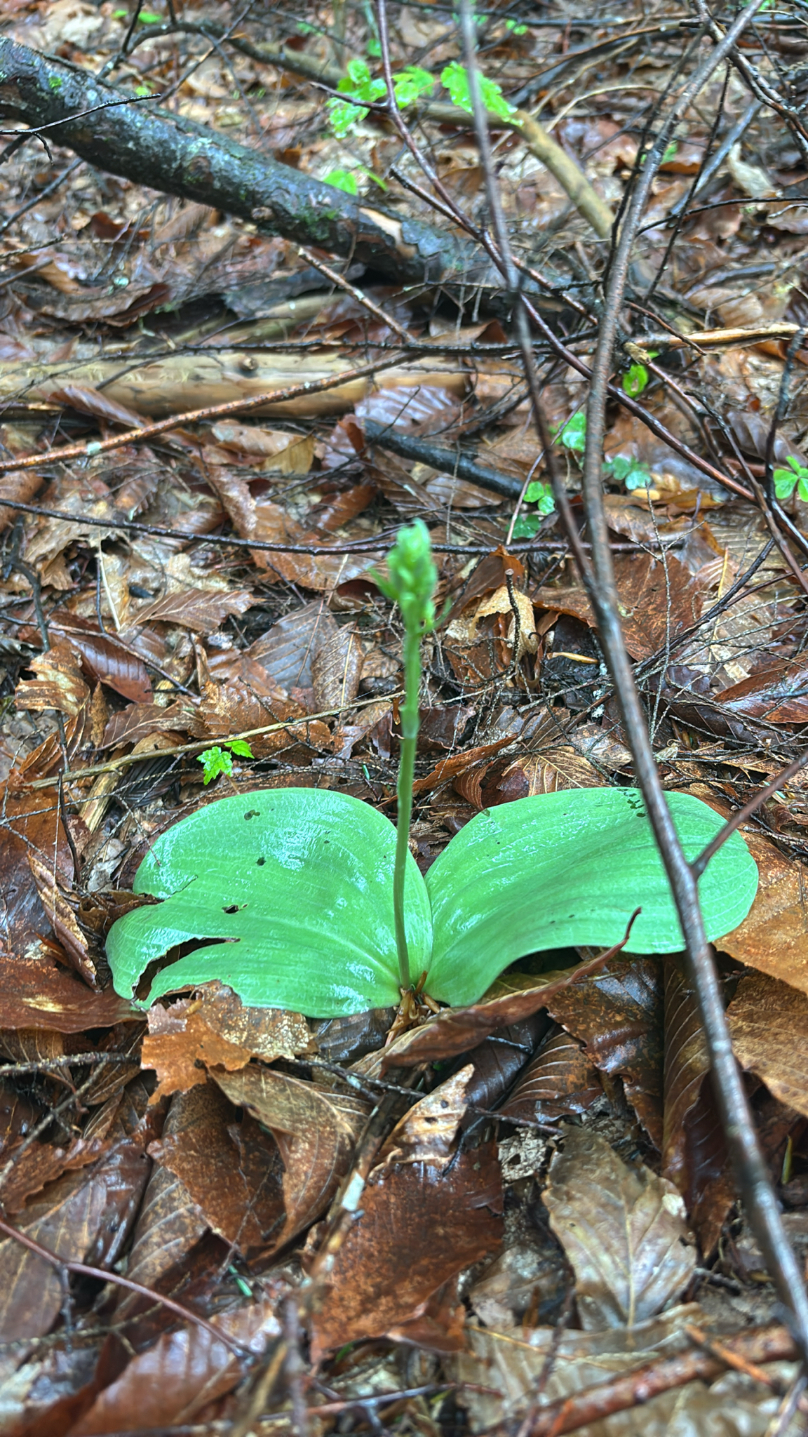 Imagem de Platanthera orbiculata não possui um nome popular amplamente reconhecido no Brasil