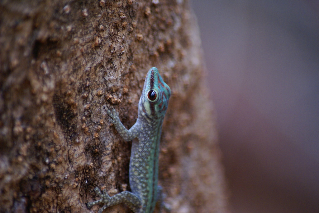 Abbott's Day Gecko