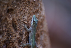 Phelsuma abbotti chekei