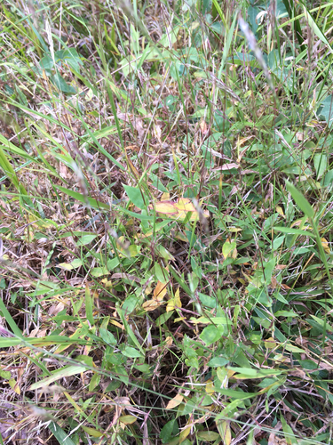 Arthraxon hispidus var. hispidus