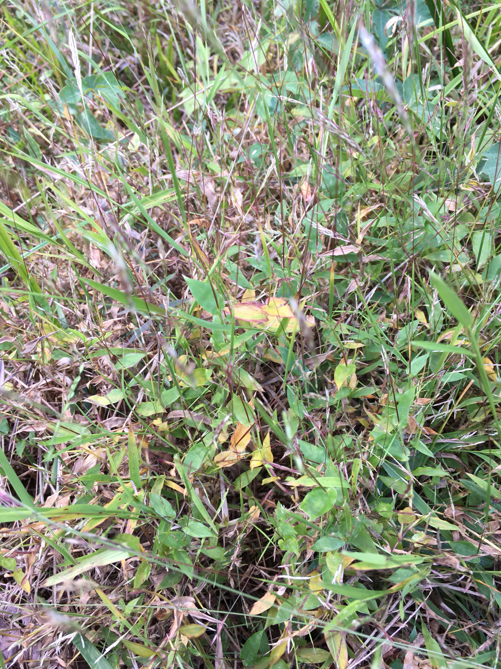 Arthraxon hispidus var. hispidus