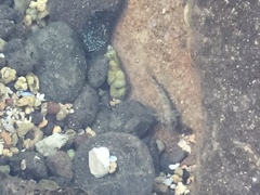 Bathygobius cocosensis