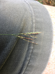 Arthraxon hispidus hispidus