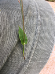 Arthraxon hispidus hispidus