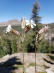 Silene douglasii