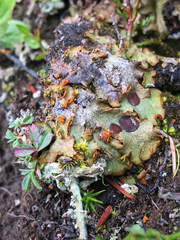Solorina crocea