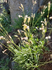 Silene douglasii