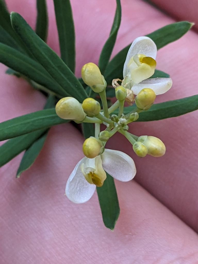 Comesperma praecelsum (Comesperma praecelsum)