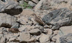 Geositta crassirostris