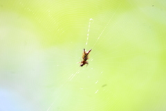 Micrathena forcipata