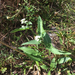 Parthenium integrifolium mabryanum - Photo no rights reserved, uploaded by Alan Weakley
