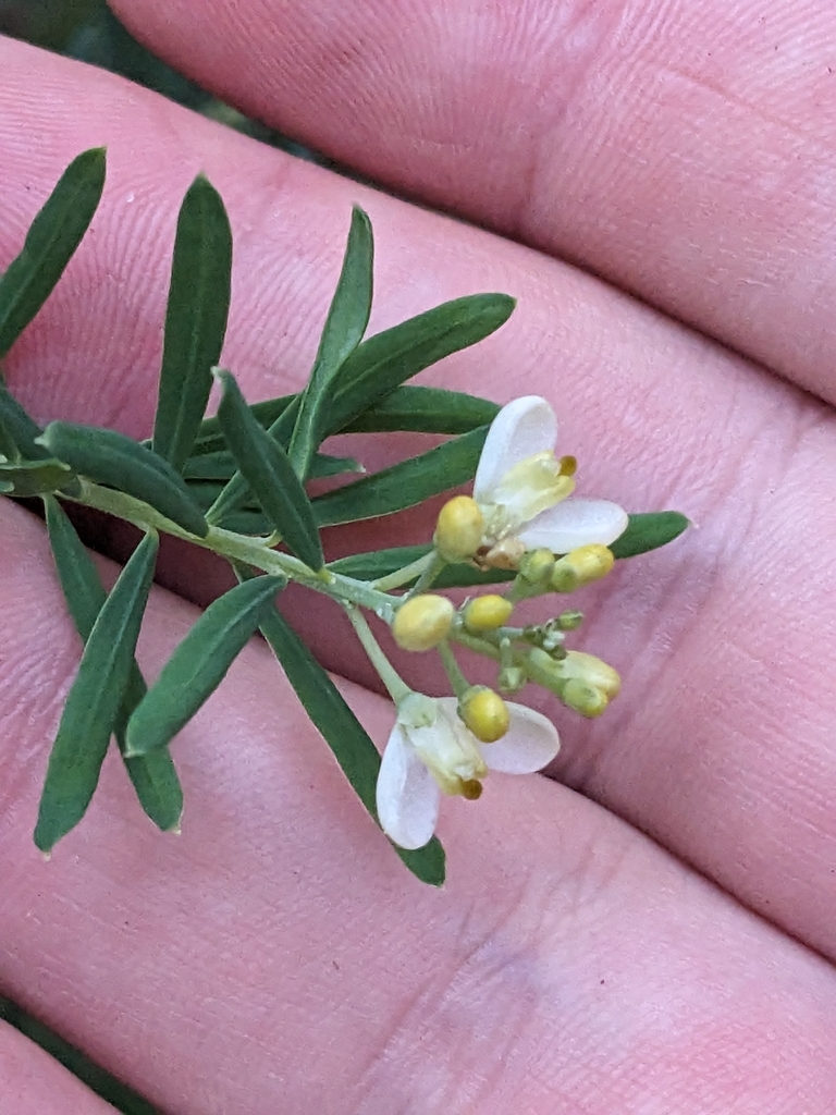 Comesperma praecelsum