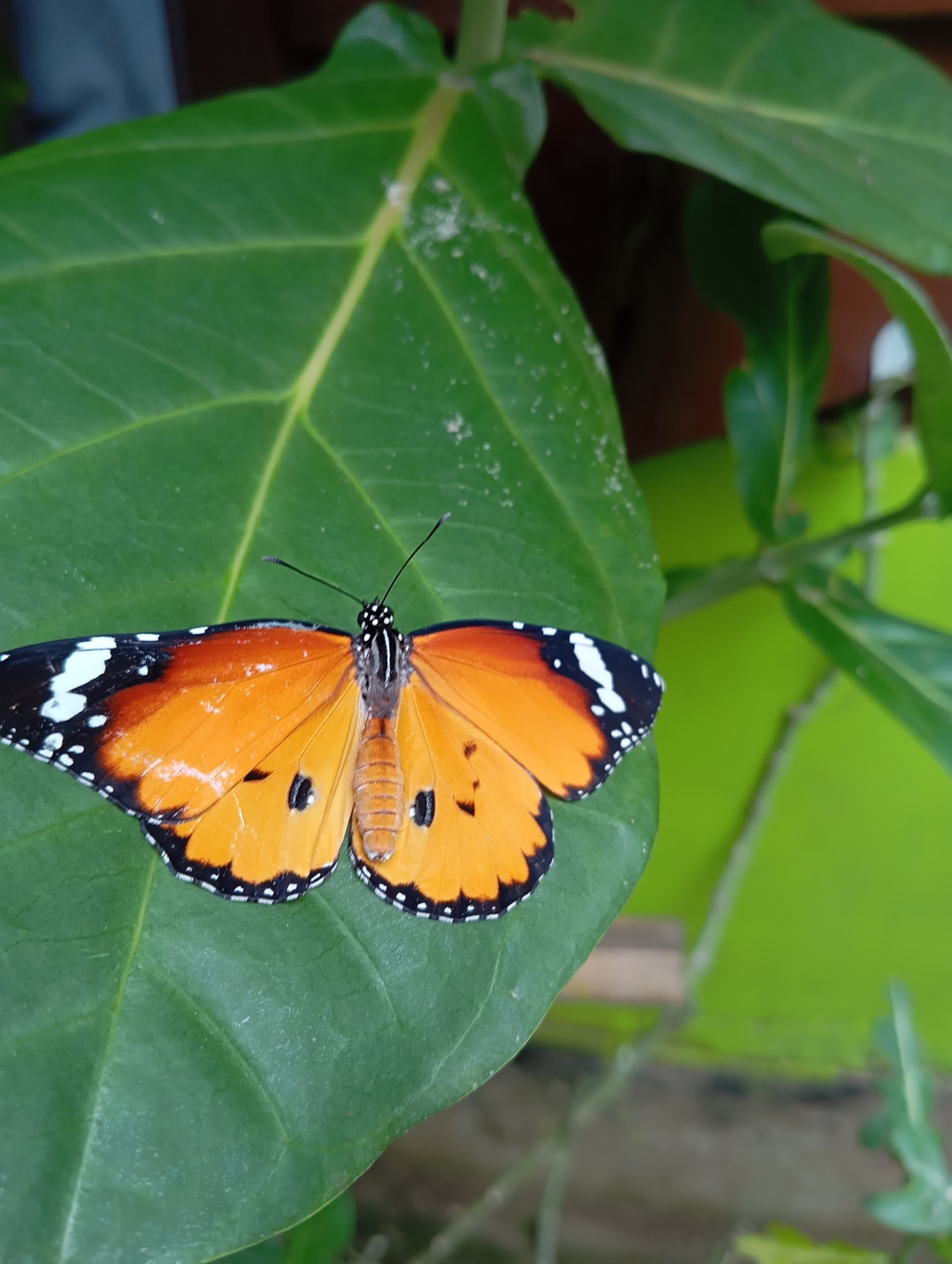 Plain Tiger