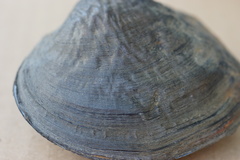 Arcidens confragosus