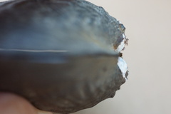 Arcidens confragosus