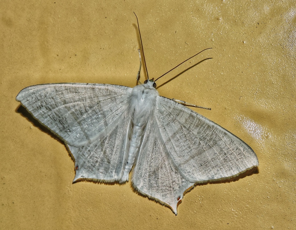 Ourapteryx pluristrigata