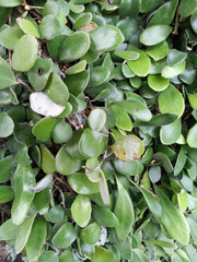 Pyrrosia eleagnifolia