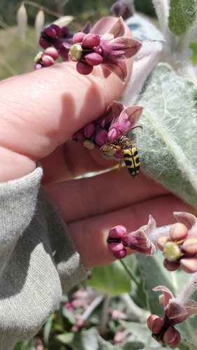 iNaturalist observation photo of Strophiona tigrina